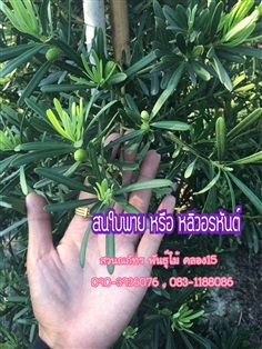 สนใบพาย,หลิวอรหันต์,หลิวจักรพรรดิ์