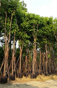 มะฮอกกานี6&quot;