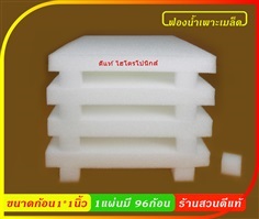 ฟองน้ำเพาะเมล็ด ฟองน้ำปลูกพืช