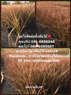 เข็มสามสี