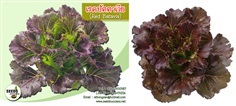 เมล็ดผักสลัดเรดปัตตาเวีย (Red batavia)