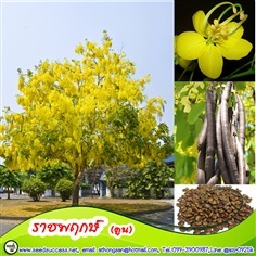 เมล็ดราชพฤกษ์(คูน) (Golden shower)