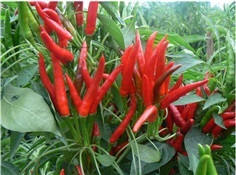 พริกช่อจีน - Chinese High Yield Hot Pepper