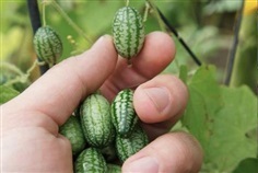 แตงกวาเม็กซิกัน - Mexican Sour Gherkin