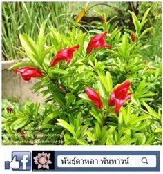 ทับทิมมังกร