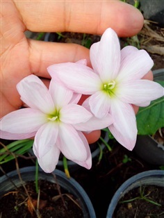 บัวดินดอกซ้อนสีชมพู Siam Indo (ขนาดให้ดออก)