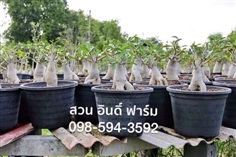 ชวนชม