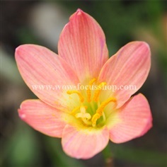 บัวดิน Z.Karakatau กลีบดอกสีส้มอมชมพู สวยหวานมากๆ ค่ะ