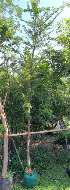มะขวิด