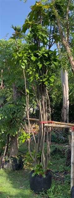 บัวสวรรค์ดอกสีชมพู