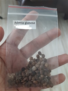จำหน่ายเมล็ด Adenia globosa seeds 