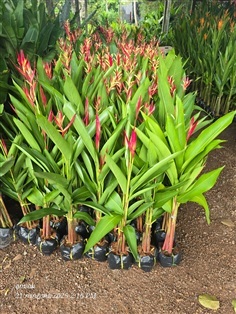 เบิร์ด มี3 สี สั่งขุดได้ค่ะ