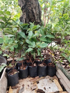 ต้นฝรั่งกิมจู ความสูง 50-60 ซม.