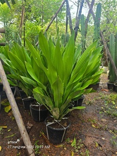 วาสนานางฟ้า สูง80ซม.