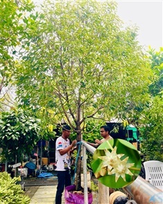 ต้นพิกุล