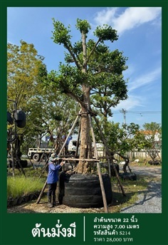 ต้นมั่งมี NO.214