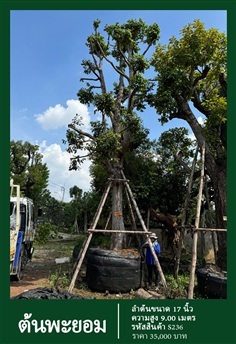 ต้นพะยอม NO.236