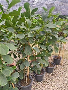 เกร็ดกระโห้ (เขียว)
