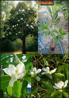 แมกโนเลียเวอร์จิเนียน่า Magnolia virginiana สวีทเบ