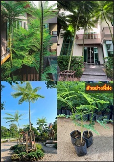 ต้นยีราฟ ต้นยูงทอง ต้นกลด ต้นทาวเวอร์ทรี ต้นฉัตรพร