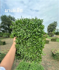 หญ้ามาเลเซีย