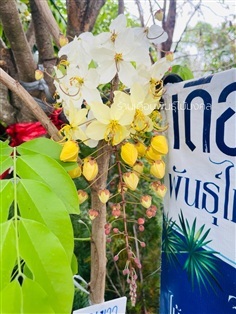 ต้นคูณขาว