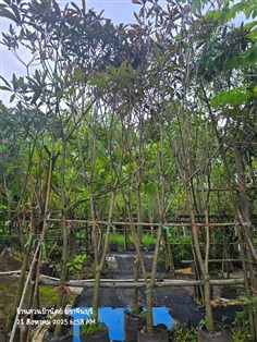 ตีนเป็ดแดง2"