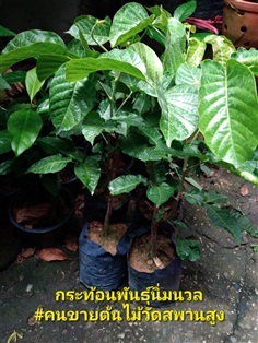 กระท้อนพันธุ์นิ่มนวล ความสูง 70 ซ.ม.
