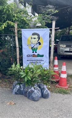 ต้นมะริดสูง 50 ซม.