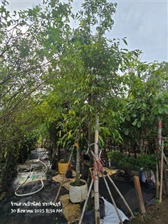 ลำดวน2"++