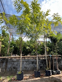 ต้นคู