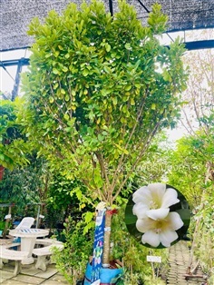 ต้นแก้วมุกดา