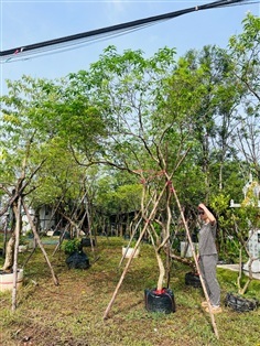 พุดกังหัน