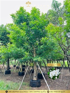 ต้นแคนา ขนาด 7 นิ้ว สูง 5 เมตร