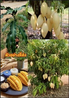 มะม่วงน้ำดอกไม้สีทอง Golden Barracuda Mango Barrac