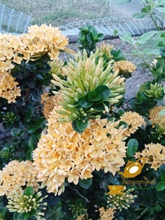 เข็มเหลือง