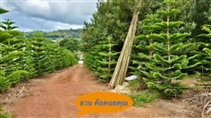 สนฉัตร ราคาถูก