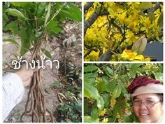 ช้างน้าว กำลังช้างสาร ขายเหง้าปักชำ