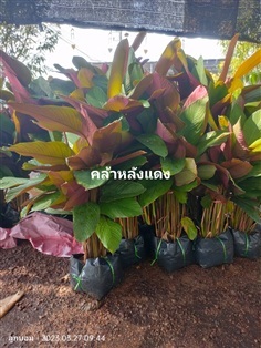 คล้าหลังแดง70-1ม.
