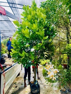 ต้นกระทิง(สารภีทะเล)