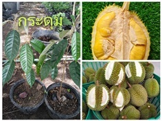 กระดุม ทุเรียนพันธุ์กระดุม ขายต้นกล้า