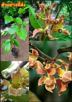 ตันนางแดง นางแดง Mitrephora maingayi Hook.f. & Tho