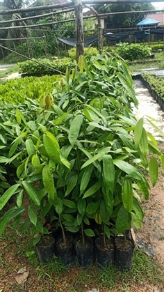 อบเชยไทย