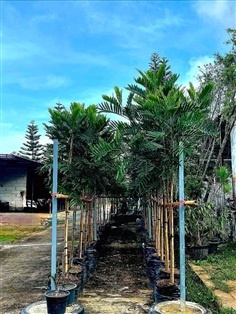 ???? เจแปนนิส เฟิร์นทรี ??