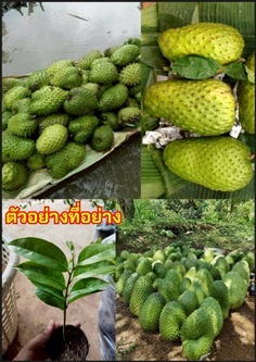 2ต้น ทุเรียนเทศยักษ์โคลัมเบีย ทุเรียนน้ำ  Soursop 