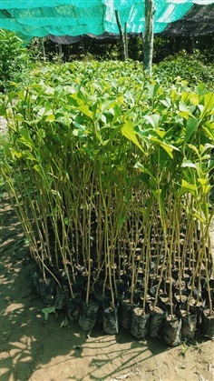 ต้นสักทอง สูง 80 ซม.-1 เมตร