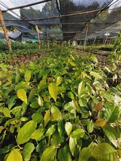 ตะเคียนทอง