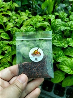 เมล็ดพันธุ์ ผักกาดขาวเมือง ซองละ 29 บาท 