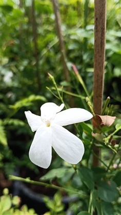 มะลิก้านแดง มะลิฝรั่งเศส กระถาง 11 นิ้ว (กทม)