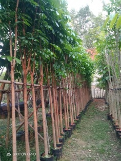 มะฮอกกานี